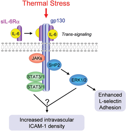 Figure 4. Fever-range thermal stress regulates lymphocyte and HEV adhesion through a common IL-6 trans-signaling mechanism. IL-6 trans-signaling is mediated by ligation of the membrane-anchored gp130 signal transducing subunit by a heterodimeric complex comprised of IL-6 and a soluble form of the IL-6 receptor α (sIL-6Rα) binding subunit. Downstream activation of ERK1/2 mediates thermal enhancement of L-selectin binding activity in lymphocytes. The signal transduction pathways underlying thermal induction of ICAM-1 density in HEVs are currently unknown.