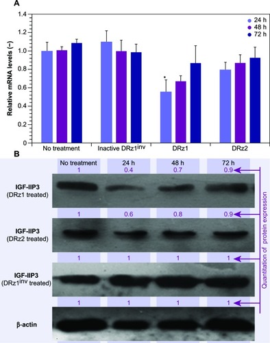 Figure 2 Effect of DRzs on the expression of IGF-IIP3 in SMMC-7721 cells.