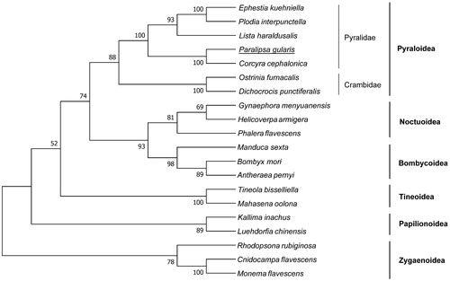 Figure 1. The maximum-likelihood (ML) phylogenetic tree of Paralipsa gularis and other moths. The GenBank accession numbers used for tree constructed are as follows: Ephestia kuehniella (NC_022476), Plodia interpunctella (KT207942), Lista haraldusalis (KF709449), Corcyra cephalonica (NC_016866), Ostrinia furnacalis (AF467260), Dichocrocis punctiferalis (NC_021389), Gynaephora menyuanensis (KC185412), Helicoverpa armigera (GU188273), Phalera flavescens (JF440342), Manduca sexta (EU286785), Bombyx mori (AF149768), Antheraea pernyi (HQ264055), Tineola bisselliella (KJ508045), Mahasena oolona (KY856825), Kallima inachus (JN857943), Luehdorfia chinensis (KM453727), Rhodopsona rubiginosa (KM244668), Cnidocampa flavescens (KY628213), and Monema flavescens (KU946971).