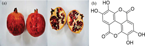 Figure 1. Pomegranate (punica granatum L.).