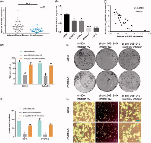 Figure 6. Silence of hsa_circ_0051240 inhibits OC cell proliferation, migration, and invasion by miR-637. (A) miR-637 expression was evaluated by qRT-PCR assay in adjacent normal tissues (n = 33) and OC tissues (n = 33) (***p < .001). (B) miR-637 expression was analyzed by qRT-PCR assay in HOSE, CAOV-3, SKOV-3, OVCAR-3 and H8910 cells (*p < .05, ***p < .001). (C) The correlation coefficient between hsa_circ_0051240 and miR-637 expression was analyzed by Pearson’s correlation algorithm (r = −0.8193, p < .05). (D, E) The colony-formation abilities were detected by colony formation assay in H8910 and OVCAR-3 cells transfected with si-circ_0051240 or miR-637 inhibitor as indicated (*p < .05). (F, G) the migration and invasion abilities were detected by Transwell assay in H8910 and OVCAR-3 cells transfected with si-circ_0051240 or miR-637 inhibitor as indicated (*p < .05).