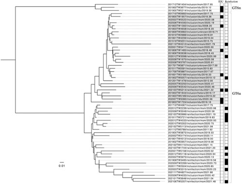 Figure 4. Phylogenetic analysis using NS5B gene sequences from 58 available HCV genotype 6 infections (44 samples collected from people living with HIV at the inclusion of this study and 14 from those with reinfection episodes) in our cohort. The results showed two major clades of HCV genotype 6a and a small number of genotype 6n infections in our cohort. HCV from injecting drug users (IDUs) and people living with HIV who had reinfections (reinfections) are marked black in the corresponding columns.