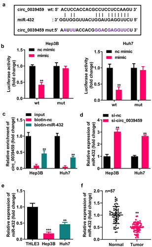 Figure 3. Targeting relationship between circ-0039459 and miR-432. A) circ-0039459 and miR-432 potential binding sites. B) Targeting relationship between circ-0039459 and miR-432 was verified using dual-luciferase reporter assay. C) Targeting relationship between circ-0039459 and miR-432 was verified using an RNA pull-down experiment. D) The influence on miR-432 expression was detected using qRT-PCR. E) miR-39459 expression in THLE-3, Hep3B, and Huh7 cells was detected using qRT-PCR. F) miR-432 expression in liver cancer and adjacent tissues was detected using qRT-PCR. **P < 0.01, ***P < 0.001.