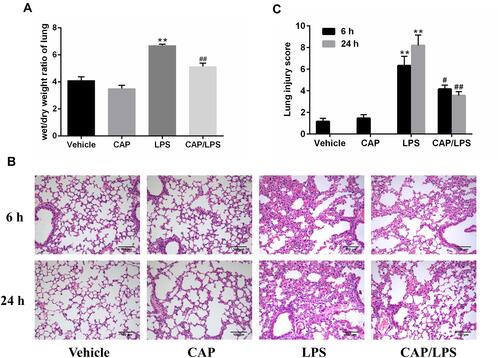 Figure 1 Capsaicin (CAP) pretreatment ameliorates lipopolysaccharide (LPS)-induced pathological changes of acute lung injury. (A) Lung wet/dry weight ratios were determined 24 h after LPS stimulation. (B) Hematoxylin and eosin staining of lung specimens 6 h and 24 h after LPS stimulation (original magnification ×200). (C) The histological changes were scored at the 6 h and 24 h time points. Data are presented as means ± SD (n = 6–8 for each group). **p < 0.01 versus the vehicle group; #p < 0.05 and ##p < 0.01 versus the LPS group. Three independent experiments were performed.