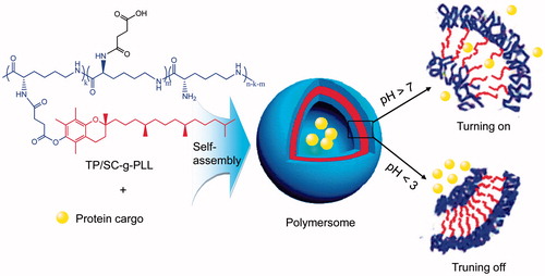 Scheme 1. Schematic representation of the self-assembly of grafted polypeptide based polymersomes with pH-responsive permeability induced by ionizable membrane.
