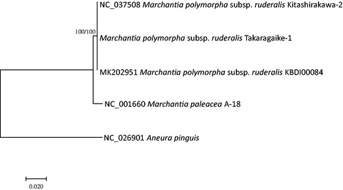 Figure 1. Maximum likelihood (bootstrap repeat is 1,000) and neighbor joining (bootstrap repeat is 10,000) phylogenetic trees of liverworts based on five complete mitochondrial genomes: M. polymorpha subsp. ruderalis (MK202951, NC_037508, and assembled sequence from Takaragaike-1 strain), M. paleacea (NC_001660), and Aneura pinguis (NC_026901). The numbers above branches indicate bootstrap support values of maximum likelihood and neighbor joining trees, respectively.