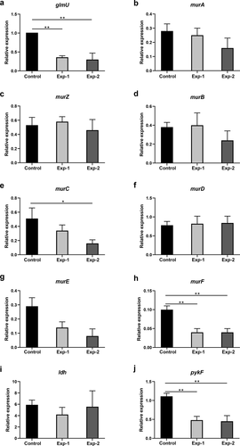 Figure 8. Gene expression analysis related to differentially expressed metabolites in pathways listed in Figures 4 and 6. Control and Exp-1 represent the 24 h biofilm model without and with arginine intervention, respectively. Exp-2 represents the biofilm model treated with arginine a second time (20 h). The expression level of glmU in the control was defined as 1. *p < 0.05; **p < 0.01.