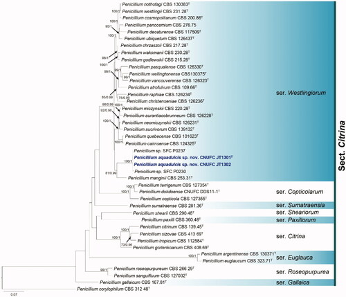 Figure 2. Phylogram generated from the Maximum Likelihood (RAxML) analysis based on a combined BenA, CaM and RPB2 sequence data for species classified in Penicillium section Citrina. Bootstrap values ≥70% MLBS and ≥0.90 BPP are indicated above or below branches. Penicillium corylophilum CBS 312.48 was used as outgroup. The newly generated sequence is indicated in blue bold. T = ex type.