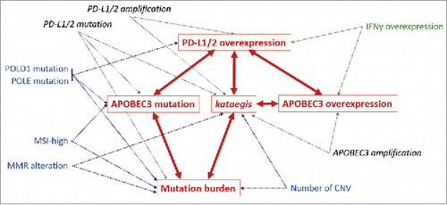 Figure 2. Graphical model of conditional dependences between PD-1 ligand overexpression, APOBEC3 mutation, APOBEC3 overexpression, kataegis and mutational burden predictors. Arrows represent dependent relationships between factors. Each dependent variable (in red) can be modeled by the association of independent factors pointing in its direction (multivariate models using combined factors, p ≤ 0.05). Confirmed bilateral relationships between major factors are represented in red. Common microsatellite and genomic instability factors are represented in blue. Additional genomic alterations are represented in dark gray and marker of lymphocyte activation (IFNγ overexpression) is represented in green. Associations with others APOBEC members and lymphocyte markers are not shown in this diagram. Abbreviations. APOBEC = apolipoprotein B editing complex; CNV = copy number variations; MMR = mismatch repair; MSI = microsatellite instability; MSI-high = microsatellite instability high.
