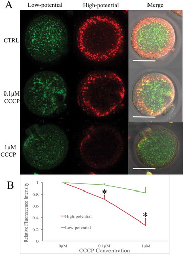 Figure 2. Mitochondrial potential of CCCP-treated oocytes after parthenogenetic activation. (a) Parthenogenetic oocytes stained with JC-1, a potential-sensitive fluorescent mitochondrial dye, which emits red fluorescence in higher membrane potential mitochondria and emits green fluorescence in lower potential mitochondria. Bar indicated 50μm in panel A. (b) Relative fluorescence intensity was compared with that of the 0μM CCCP group. With the increase of CCCP concentrations, high potential mitochondria (red) decreased significantly. * indicated significant difference (P < 0.05) compared with the CTRL group.
