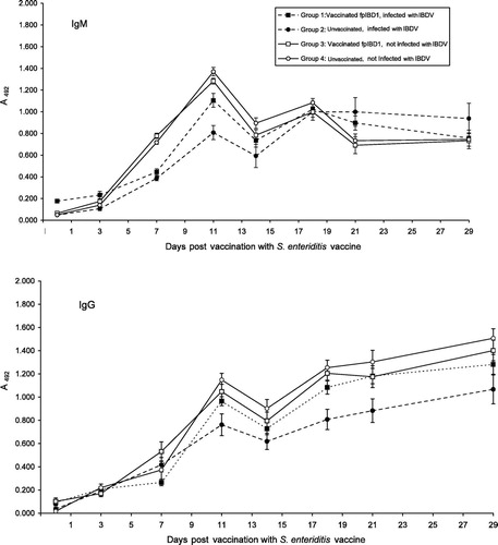 Fig. 4 IgM and IgG responses to S. enteritidis bacterin, given 14 days after infection with IBDV F52/70. Values are expressed as A492±standard error of the mean. Details of the treatment groups are given in Fig. 1.