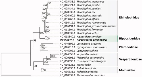 Figure 1. The phylogenetic relationships of H. pendleburyi and 21 Chiroptera species were inferred from maximum-likelihood analysis based on 13 PCGs. Numbers on branches represent bootstrap values.