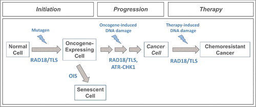 Figure 3. Proposed roles of RAD18 and TLS DNA polymerases in tumorigenesis. Mutagenic TLS of damaged DNA by Y-family DNA polymerases can activate oncogenes (e.g. KRASV12) that initiate carcinogenesis. Oncogene-expressing cells can be eliminated via a DNA damage-mediated senescence program (OIS) that serves as a barrier to tumorigenesis. RAD18/TLS and ATR-CHK1 help sustain damage-tolerant DNA synthesis and viability of cells that breach the OIS barrier. Error-prone TLS might also confer mutability that drives subsequent stages of multi-step tumorigenesis. The selective pressure for cancer cells to activate TLS also confers chemoresistance.