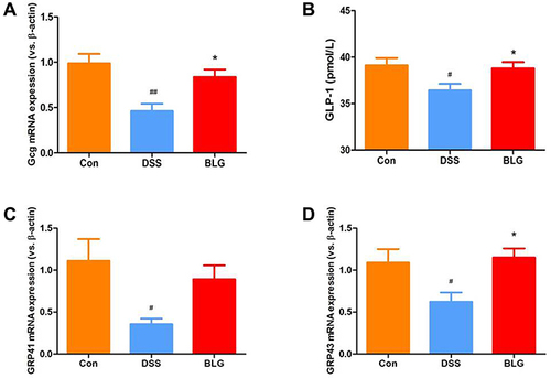 Figure 7 BLG increased serum GLP-1 level and colonic Gcg, GPR41 and GRP43 mRNA expression of DSS-treated mice. (A) Gcg mRNA expression in the colon tissue; (B) GLP-1 level in the serum; (C) GPR41 mRNA expression in the colon tissue; (D) GPR43 mRNA expression in the colon tissue. Data are expressed as the mean ± SEM (n = 5–6). #p < 0.05 or ##p < 0.01 vs control (Con) group; *p < 0.05 vs DSS group.