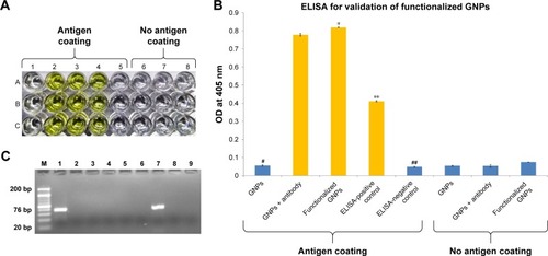 Figure 5 (A) Validation of functionalized GNPs (GNPs coupled with rabbit anti-ESAT-6 pAb) by ELISA (color reaction): color reactions (in triplicate) in wells A2, B2, C2 (GNPs coupled with rabbit anti-ESAT-6 pAb) and wells A3, B3, C3 (functionalized GNPs) were observed, which indicate the conjugation of antibody with GNPs. Wells A4, B4, C4 (ELISA-positive control, no GNPs, ESAT-6 coated, rabbit anti-ESAT-6 pAb) also showed a color reaction. However, no color reaction was observed in controls, ie, wells A1, B1, C1 (unbound GNPs not coupled with anti-ESAT-6 pAb); wells A5, B5, C5 (no GNPs, ESAT-6 coated, no anti-ESAT-6 pAb); wells A6, B6, C6 (no ESAT-6 coated, GNPs alone, no anti-ESAT-6 pAb); wells A7, B7, C7 (no ESAT-6 coated, GNPs coupled with anti-ESAT-6 pAb) and wells A8, B8, C8 (no ESAT-6 coated, functionalized GNPs). (B) Bar diagram revealed that OD* observed with functionalized GNPs was significantly higher (P<0.001) than the control#, ie, unbound GNPs (not coupled with anti-ESAT-6 pAb). Similarly, OD** observed with ELISA-positive control was significantly higher (P<0.001) in comparison with ELISA-negative control##. All the controls revealed negligible OD values, thus validating the coupling of GNPs with anti-ESAT-6 pAb in functionalized GNPs. (C) Validation of DNA in functionalized GNPs by PCR analysis: 3.5% agarose gel showing a 76 bp amplified product of signal DNA attached in functionalized GNPs. M, 20 bp marker; lane 1, ESAT-6 coated + functionalized GNPs; lane 2, ESAT-6 coated + GNPs-rabbit anti-ESAT-6 pAb; lane 3, ESAT-6 coated + signal DNA; lane 4, no ESAT-6 + functionalized GNPs; lane 5, no ESAT-6 coated + GNPs-rabbit anti-ESAT-6 pAb; lane 6, no ESAT-6 coated + signal DNA; lane 7, PCR-positive control (signal DNA); lane 8, PCR-negative control (no template DNA); lane 9, PCR grade water only.Abbreviations: ESAT-6, early secreted antigenic target-6; GNPs, gold nanoparticles; OD, optical density; pAb, polyclonal antibody.