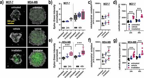 Figure 3. Viability, oxidation, and CRT expression in 3D breast cancer spheroids. (a) representative maximum intensity projection images of MCF-7 and MDA-MB 3D multicellular breast cancer spheroids generated from an overlay digital phase contrast and a sytox green image; (b-d) quantitative image analysis of the dead cell marker sytox green (b), oxidation marker mitotracker red (c), and CRT (d) of the segmented spheroid image area of MCF-7 cells at 24 h and 48 h post gas plasma irradiation exposure; (e-g) quantitative image analysis of sytox green (e), mitochondrial oxidation (f), and CRT (g) of the segmented spheroid image area of MDA-MB cells at 24 h and 48 h post gas plasma irradiation exposure. The data analysis was based on the fluorescence signals from the segmented spheroids, not taking into account the individual viability of the cells (except for sytox green). Data are from three to eight spheroids and presented as mean (min-max boxplot; ±SD). Statistical analysis was performed using one-way analysis of variances with p < .001 (***); scale bar is 300 µm