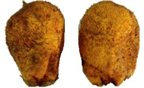 Figure 8. Murumuru (Astrocaryum murumuru Mart.) (Bezerra Citation2012).