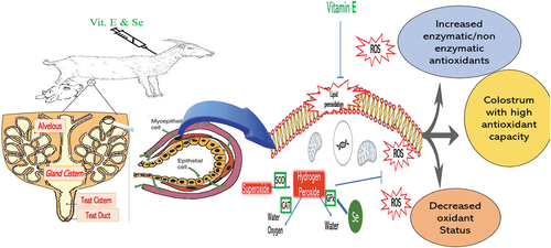 Figure 1. Graphical abstract.