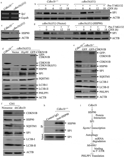 Figure 6. HSP90 acted as a CDKN1B downstream effector to stabilize the SP1 protein. (a) RT-PCR was employed to compare Sp1 RNA levels between Cdkn1b+/+ and cdkn1b(Δ51) cells. (b) Cdkn1b+/+ and cdkn1b(Δ51) cells were pretreated with MG132 for 12 h, and the cells were then incubated with CHX for the indicated times. The cell extracts were then subjected to western blots to analyze SP1 protein degradation rates. ACTB was used as a protein loading control. (c) The protein level of HSP90 in Cdkn1b+/+ vs. cdkn1b(Δ51) cells was determined by western blots and ACTB was used as a protein loading control. (d) Western blots were employed to compare protein expression between Cdkn1b+/+, cdkn1b(Δ51)(Vector), cdkn1b(Δ51)(HSP90) and cdkn1b(Δ51)(GFP-CDKN1B) cells, as indicated. ACTB was used as a protein loading control. (e,f) The cell extracts from the indicated cells and their transfectants were subjected to western blots to evaluate protein expression using specific antibodies. ACTB were used as protein loading controls. (g) cdkn1b(Δ51)(Vector) and cdkn1b(Δ51)(HSP90) cells were treated with MG132 for 12 h and the cells were then incubated with CHX for the indicated times. The cell extracts were subjected to western blots to analyze SP1 protein degradation rates. ACTB was used as a protein loading control. (h) An immunoprecipitation assay was employed to determine SP1 protein interaction with HSP90 using an anti-HSP90 antibody. (i) Schematic model for CDKN1B promotion of Mir6981 degradation and PHLPP1 protein translation.