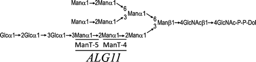 Fig. 1. Structure of the lipid-linked oligosaccharide.Notes: The Man residues added by Alg11p are underlined in bold. ManT-4 and ManT-5 are mannosyltransferase IV and mannosyltransferase V, respectively. The mannose residue added by each mannosyltransferase is underlined with a narrow line.