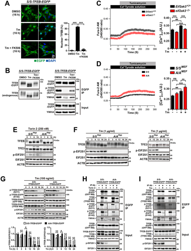 Figure 5. EIF2S1 phosphorylation deficiency does not impede regulation of TFEB and TFE3 nuclear translocation by YWHA. (A) Representative fluorescence images of TFEB-EGFP in S/S-TFEB-EGFP MEFs. S/S-TFEB-EGFP MEFs were treated with DMSO, Tm only (50 ng/mL), or Tm (50 ng/mL) plus the PPP3 inhibitor FK506 (5 µM) for 16 h. The cellular localization of TFEB-EGFP was indicated by the green fluorescence signal of EGFP in cells. Nuclei were stained with DAPI (blue). Scale bar: 20 µm. The graph depicts the percentage of cells with nuclear TFEB-EGFP. Data are presented as mean ± SEM of three independent experiments (at least 130 cells per condition). (B) WB analysis of TFEB-EGFP and endogenous TFEB in protein lysates of cells treated with the same chemicals used in (A). In the left panel, proteins were separated by 6% SDS-PAGE and then subjected to WB analysis with antibodies against GFP or TFEB to detect TFEB-EGFP or endogenous TFEB, respectively. In the right panel, cells were lysed and subjected to IP with an anti-GFP antibody. Immunoprecipitates were analyzed by immunoblotting with antibodies against GFP (to detect TFEB-EGFP), phospho-(Ser)-YWHA binding motif (which binds to phosphorylated TFEB-EGFP at S211), or YWHA. (C and D) Representative measurements of Tm-induced cytosolic Ca2+ changes. WT (Eif2ak3+/+) and eif2ak3-KO (eif2ak3−/−) MEFs (C) and S/SMEF and A/AMEF cells (D) were treated with Tm (10 µg/mL), and Fura-2 Ca2+ imaging was performed as described in the Materials and Methods. The graphs depict the cytosolic Ca2+ concentration in basal and Tm-stimulated MEFs (Eif2ak3+/+, n = 169; eif2ak3−/−, n = 167; S/SMEF, n = 134; and A/AMEF, n = 131). Data are presented as mean ± SEM. (E and F) WB analysis of TFEB and TFE3 in protein lysates of S/SHep and A/AHep cells treated with the MTOR inhibitor Torin 2 (250 nM) (E) or Tm (1 µg/mL) (F) for the indicated durations. Proteins were separated by 6% SDS-PAGE to detect differences in the migration of TFEB and TFE3 proteins. (G) WB analysis of the phosphorylation status of TFEB-EGFP in protein lysates of S/S- and A/A-TFEB-EGFP MEFs treated with Tm (100 ng/mL) for the indicated durations. The phosphorylation status of TFEB-EGFP was analyzed using specific antibodies against phosphorylated S211 and phosphorylated S142 of TFEB. The graphs depict the levels of TFEB-EGFP phosphorylated at S211 or S142 normalized to that of total TFEB-EGFP. Data are presented as mean ± SEM of three independent experiments. *p < 0.05 and **p < 0.01, S/S-TFEB-EGFP vs A/A-TFEB-EGFP; #,&p < 0.05, ##,&&p < 0.01, and ###,&&&, 0 h vs. each time point in S/S- and A/A-TFEB-EGFP MEFs; N.S; not significant. (H and I) WB analysis of immunoprecipitated TFEB-EGFP and YWHA in S/S- and A/A-TFEB-EGFP MEFs treated with Torin 2 (50 nM, 3 h) (H) or Tm (50 ng/mL, 16 h) (I). Torin 2 treatment was performed for 3 h, which did not significantly change the levels of TFEB-EGFP proteins (see Fig. S3F vs Fig. S4C). Cells were lysed and subjected to IP with an anti-GFP antibody. Immunoprecipitates were analyzed by immunoblotting with antibodies against GFP (to detect TFEB-EGFP), phospho-(Ser)-YWHA binding motif (which binds to phosphorylated TFEB-EGFP at S211), phospho-TFEB-(S142), or YWHA. A one-way ANOVA with Tukey’s post hoc test in (A) was used and a two-way ANOVA with Sidak’s post hoc test was used in (C), (D), and (G).