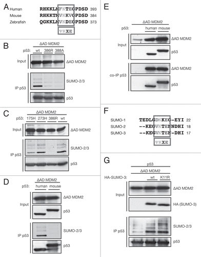 Figure 3 The SUMO-consensus is important for SUMO-2/3 conjugation to p53. (A) Alignment of p53's C-terminal amino acids of the human, mouse and zebrafish protein. Sumoylation is predominantly restricted to lysines in the SUMO consensus motif ΨKxE. While the lysine residue is conserved among all vertebrates, the glutamic acid residue, essential for the SUMO consensus, is lacking in mice. SwissProt protein accession numbers: Human p53, P04637; Mouse p53, P02340; Zebrafish p53, P79734. (B) Mutation of K386R and E388A stop sumoylation of p53. H1299 cells were transfected with 1 µg wild-type (wt) or mutant p53 and 0.4 µg ΔAD MDM2 and lysed according to the SUMO assay protocol. p53 was immunoprecipitated with the DO-1 antibody (IP p53). (C) p53 conformation does not affect its sumoylation. HCT116 p53-/- cells were transfected with 1.2 µg wild-type or mutant p53 and 0.3 µg ΔAD MDM2. Cells were lysed under denaturing condition and p53 was immunoprecipitated with the DO-1 antibody (IP p53). (D) Mouse p53 is not sumoylated. HCT116 p53-/- cells were transfected with 3 µg human or murine p53 and 1 µg ΔAD MDM2. Cells were lysed according to the SUMO assay protocol, and p53 was immunoprecipitated with the 1C12 antibody (IP p53). (E) Mouse p53 binds human MDM2. HCT116 p53-/- cells were transfected with 2 µg human or murine p53 and 2 µg ΔAD MDM2. Cells were lysed under native conditions to allow pull-down of interacting proteins and p53 was immunoprecipitated using the 1C12 antibody (co-IP p53). (F) Alignment of human SUMO-1, -2 and -3 around lysine 11 in SUMO-2/3. Sumoylation is predominantly restricted to lysines in the SUMO consensus motif ΨKxE. While both the lysine and glutamic acid residues are conserved among all SUMO isoforms, the hydrophobic amino acid (Ψ), essential for the SUMO consensus, is lacking in SUMO-1. Swissprot protein accession numbers: human SUMO-1, P63165; SUMO-2, P61956; SUMO-3, P55854. (G) The SUMO band pattern on p53 does not reflect a SUMO-2/3 chain. U2OS cells were transfected with 3 µg p53, 1 µg ΔAD MDM2 and 1 µg HA-SUMO-3 or HA-SUMO-3 K11R. Cells were lysed under denaturing conditions, and p53 was immunoprecipitated using the DO-1 antibody (IP p53).