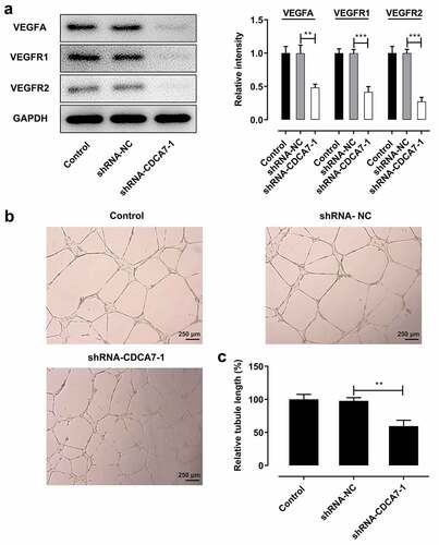 Figure 5. CDCA7 silencing repressed in vitro angiogenesis of HUVECs