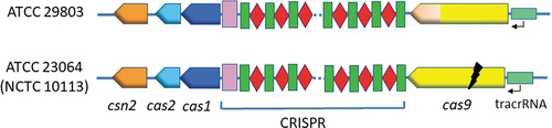Figure 5. Schematic representation of the arrangement of CRISPR/Cas system components in two M.salivarium strains, ATCC 29803 and ATCC 23064 (NCTC 10113). The CRISPR array components are indicated as follows: red rhombus, spacer; green rectangle, direct repeat; pink rectangle, leader sequence. The black flash indicates a disruption in the gene sequence. ATCC, American Type Culture Collection; CRISPR, clustered regularly interspaced palindromic repeats; Cas, CRISPR-associated.