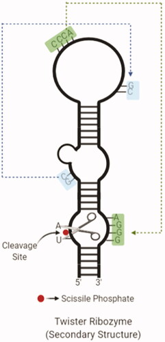 Figure 6. The secondary structure of a twister ribozyme with cleavage site and twisted regions (created with BioRender.com).