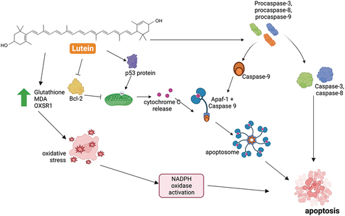 Figure 2. Anticancer mechanism of lutein.