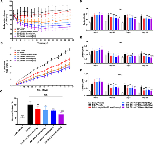 Figure 6 Effects of 11 weeks of repeated-dose treatment with DR10627 on body weight change (A), cumulative food intake (B), abdominal fat to body weight ratio (C), cholesterol (D), triglyceride (E) and LDLC (F) in male DIO mice. Male DIO mice were treated with either a daily s.c. administration the respective doses of vehicle, liraglutide (80 nmol/kg) or DR10627 (3 nmol/kg, 10 nmol/kg, 30 nmol/kg) for 11 weeks. Abdominal brown fat was harvested after the final blood sample collection. Blood samples were collected on D0 (pre-dose), D28, D41 and D48 from the tail veins of mice fasted overnight. The values represent the mean ± SD. n = 10 mice/group. *p < 0.05, **p < 0.01, ***p < 0.001 compared to vehicle; &p < 0.05; &&p < 0.01 compared to liraglutide (80 nmol/kg).