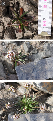Fig. 3 Variation in shoot size and architecture of Braya purpurascens plants growing on the Hørbye glacier foreland: (a) a sterile plant with two rosettes (9 years since deglaciation); (b) flowering single-rosette (FS) plant (11 years since deglaciation); (c) flowering plant with multiple rosettes and inflorescences (11 years since deglaciation).