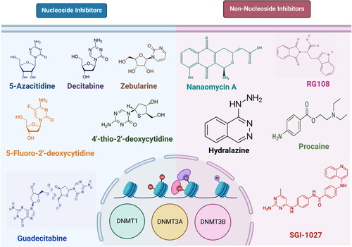Figure 1. Examples of DNMT inhibitors. Chemical structure of some of the nucleoside analogues (left) and non-nucleoside analogues (right) are shown here.