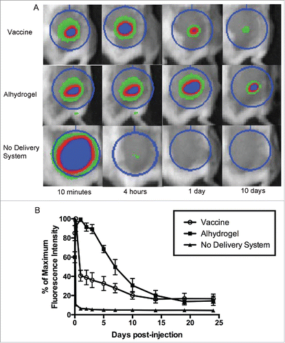 Figure 2. Depot effect of PLGA nanoparticle delivery system. To test the depot effect of the PLGA nanoparticle delivery system, mice were injected subcutaneously with vaccine containing fluorescently labeled protein. Dispersal of the antigen from the site of injection over time was observed using an in vivo imaging system. The nanoparticle delivery system was compared to the common vaccine adjuvant Alhydrogel®, as well as protein with no delivery system. (A) Representative images of selected time points. The regions of interest (circles) are used to calculate total fluorescence intensity. (B) Time course of fluorescence intensity as a percentage of the maximum value. Data are plotted as mean ± SD (n = 8).