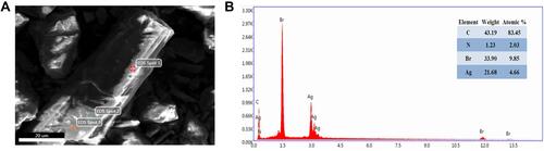 Figure 2 SEM (A) and EDS (B) diagrams of the nanohybrid material.