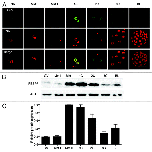 Figure 1. Temporal and spatial pattern of RBBP7 expression during oocyte maturation and preimplantation embryo development. (A) Immunocytochemical analysis of RBBP7 expression. All samples were processed for immunocytochemistry together, and all images were taken at the same laser power. The experiment was conducted 3 times, and at least 20 oocytes/embryos were analyzed for each sample. Shown are representative examples. The scale bar represents 50 μm. (B) Immunoblot analysis of RBBP7 expression. Forty oocytes/embryos were loaded per lane, and the experiment was conducted twice, and β-actin (ACTB) was used as a loading control. Shown is a representative example. (C) Corresponding histogram of relative immunoblot analysis and the data are expressed as mean ± SEM. GV, germinal vesicle; Met I, metaphase I; Met II, metaphase II; 1C, 1-cell embryo; 2C, 2-cell embryo; 8C, 8-cell embryo; BL, blastocyst.