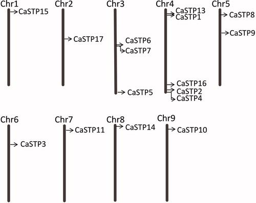 Figure 1. Chromosomal locations of 16 CaSTP genes on 9 chromosomes of pepper. The CaSTP genes positions are shown as black lines. Chromosome numbers are shown at the top of each bar.