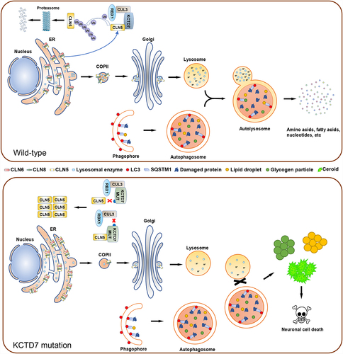 Figure 1. Schematic diagram depicting a model in which NCL-associated KCTD7 mutations lead to lysosomal dysfunction and autophagic defects in NCL14 patients.