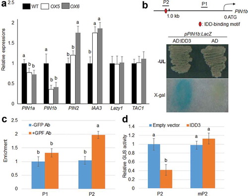 Figure 4. IDD3 directly regulates the expression of PIN1b.