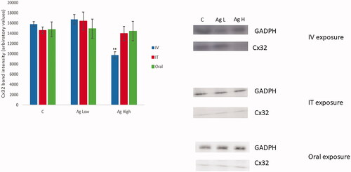 Figure 4. The alteration in the levels of liver Cx32 protein level quantified by western blot analysis of PBS or Ag NP-exposed animals sacrificed 24-hr post-treatment following IV, IT, and oral exposure. The values represent mean ± SEM with significance indicated by **p < 0.005 compared to negative control (n = 3).
