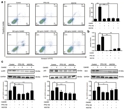 Figure 4. VRAC blockers inhibit G. parasuis CdtABC-induced apoptosis in NPTr cells. NPTr cells were pre-treated with 30 μM PPQ-102 or 10 μM NS3728 for 2 h and subsequently exposed to 500 ng/mL CdtABC for another 36 h. (a) the percentage of apoptotic cells in NPTr was measured using flow cytometry. (b) after CdtABC treatment, the activity of the apoptosis factor caspase-3 was measured. (c) the expression of p-p53, p53, and BAX protein relative to GAPDH in NPTr cells was analyzed using Western blot. Band intensity ratios were calculated from Western blot, and values are given relative to control cells. The statistical significance of the indicated P values was determined as: *P < 0.05, **P < 0.01, ***P < 0.001. All data shown are representative of at least three independent experiments.