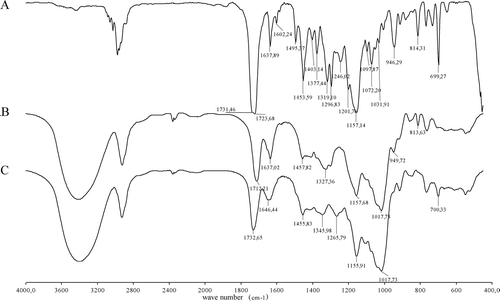 FIG. 2 FT-IR spectra of the functionalized drug (A), of DEX-MA (B), and of the corresponding gel (C).