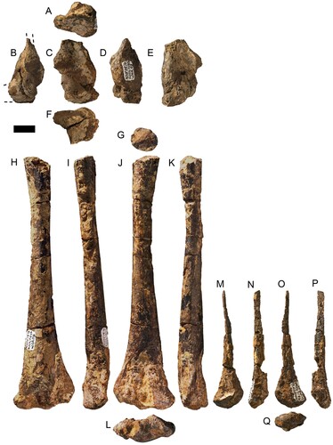 FIGURE 6. Ferrodraco lentoni holotype appendicular elements AODF 876. A–F, right scapulocoracoid in A, dorsal; B, posterior; C, lateral; D, anterior; E, medial; and F, ventral views. G–L, left ulna in G, proximal; H, posterior; I, lateral; J, anterior; K, medial; and L, distal views. M–Q, left radius in M, posterior; N, lateral; O, anterior; P, medial; and Q, distal views. All photographs taken by A.H.P. Scale bar equals 20 mm.