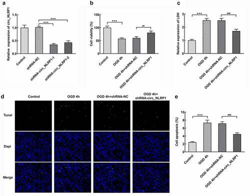 Figure 2. The effects of circ_NLRP1 on viability, LDH release and apoptosis in mouse hippocampal neuronal cells treated by OGD. The transfection efficacy of shRNA-circ_NLRP1-1 or shRNA-circ_NLRP1-2 by qPCR analysis (a). The analysis of cell viability through MTT assay (b), the LDH release through LDH kit (c), cell apoptosis through TUNEL kit (d–e) in cells undergoing shRNA-circ_NLRP1-1 or shRNA-circ_NLRP1-2 transfection for 24 h and then OGD treatment for 4 h. ***p < 0.001. ##p < 0.01, ###p < 0.001