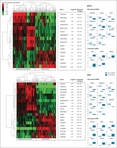 Figure 3 (See previous page). Differential gene expression analysis of pooled tumor versus pooled matched normal tissue gene abundance for 97 invasive breast carcinomas (BRCA) and 65 clear cell renal carcinomas (KIRC). (Right) Boxplots of normalized RNA-seq derived gene abundance (RPKM) displayed for autophagy-associated genes differentially expressed in tumor tissue compared to adjacent matched normal tissue in BRCA and KIRC patients. Differentially expressed genes showed significant (adjusted P < 0.05) differences in mRNA levels with a median fold-change > 2. (Left) Unsupervised clustering on only differentially expressed autophagy-associated genes (log2 transformed RPKM) grouped matched tumor and normal samples together.