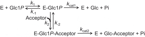 Figure 1. Kinetic scheme of the reverse phosphorolysis.