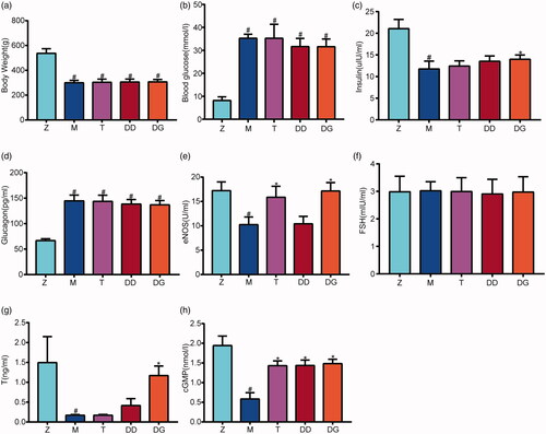 Figure 1. (a) The body weight in rats from the Z, M, T, DD, DG groups. (b) The blood glucose in rats from the Z, M, T, DD, DG groups. (c) The insulin in rats from the Z, M, T, DD, DG groups. (d) The glucagon in rats from the Z, M, T, DD, DG groups. (e) The blood eNOS in rats from the Z, M, T, DD, DG groups. (f) The blood FSH in rats from the Z, M, T, DD, DG groups. (g) The blood T in rats from the Z, M, T, DD, DG groups. (h) The cGMP protein in rats from the Z, M, T, DD, DG groups. Data are expressed as the mean ± SEM. Multiple comparisons analysis were conducted using ANOVA followed by t-testing.Differences with p < 0.05 were considered statistcally significant. #p < 0.05, the M group versus the Z group; *p < 0.05, the T, DD, DG groups vs the M group.