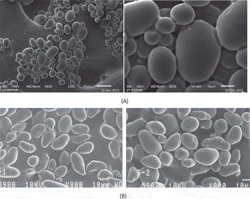 Figure 2. Scanning electron micrographs (SEM) of A: litchi kernel and B: mango kernel starch (Source: Kaur et al., 2004).