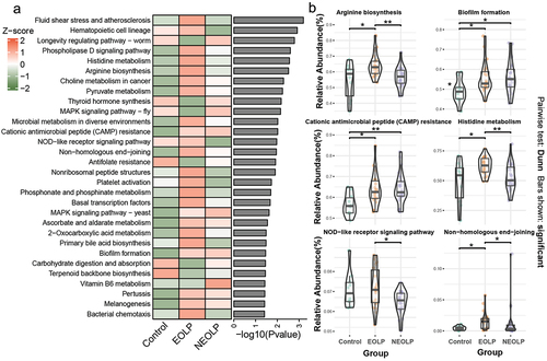 Figure 4. KEGG functional prediction and differential analysis. (a) The heatmap illustrating the top 30 significantly different pathways sorted by p-values from the Kruskal-Wallis test, with relative abundances normalized using z-score. (b) Boxplots and violin plots of pathways. The y-axis represents relative abundance, and the graph only annotates the differential comparison groups with p.Adjust <0.05.