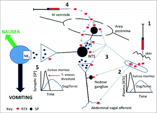 Figure 2. Diagram summarising potential brainstem sites at which resiniferatoxin (RTX ) given either subcutaneously (s.c.) or intracerebroventricularly (i.c.v.) in Suncus murinus can induce emesis. When given s.c. (1) RTX could access peripheral terminals of abdominal vagal afferents or the nodose ganglion (2) to cause activation of the brainstem nucleus tractus solitarius (NTS) via the release of substance P. The NTS could also be accessed by RTX from the circulation (3) as could the area postrema. The area postrema is the most likely site at which RTX given i.c.v. (4) acts but it is also possible that RTX could diffuse into the NTS via the area postrema where the blood-brain barrier is relatively permeable. At none of these locations are we able to distinguish between an action of RTX on TRPV1 receptors located on the cell bodies or presynaptically. Although it is likely that RTX induces substance P release at several sites in the dorsal brainstem it is known that substance P acting on NK1 receptors occupy a pivotal position in the emetic pathway at the point where the signals integrated in the NTS drive nausea and vomiting (5) so this may also be a likely site at which RTX could induce substance P release to induce emesis. It is speculated that the emetic effect of s.c. RTX is not seen in ferret or dog because the peak plasma concentration is lower resulting in a slower release of substance P so that the threshold (T) for induction of emesis at site 5 is not reached. This site (5) is also the most likely location at which RTX causes depletion of substance P (and possibly other transmitters) to have its broad spectrum anti-emetic effect observed in ferret, dog and Suncus murinus. See text for details and references.